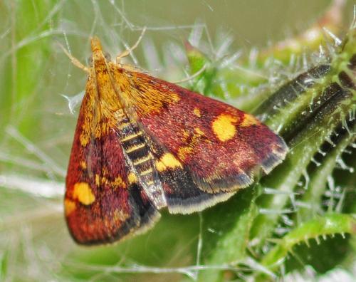 Réf. 327 360 : Pyrausta aurata